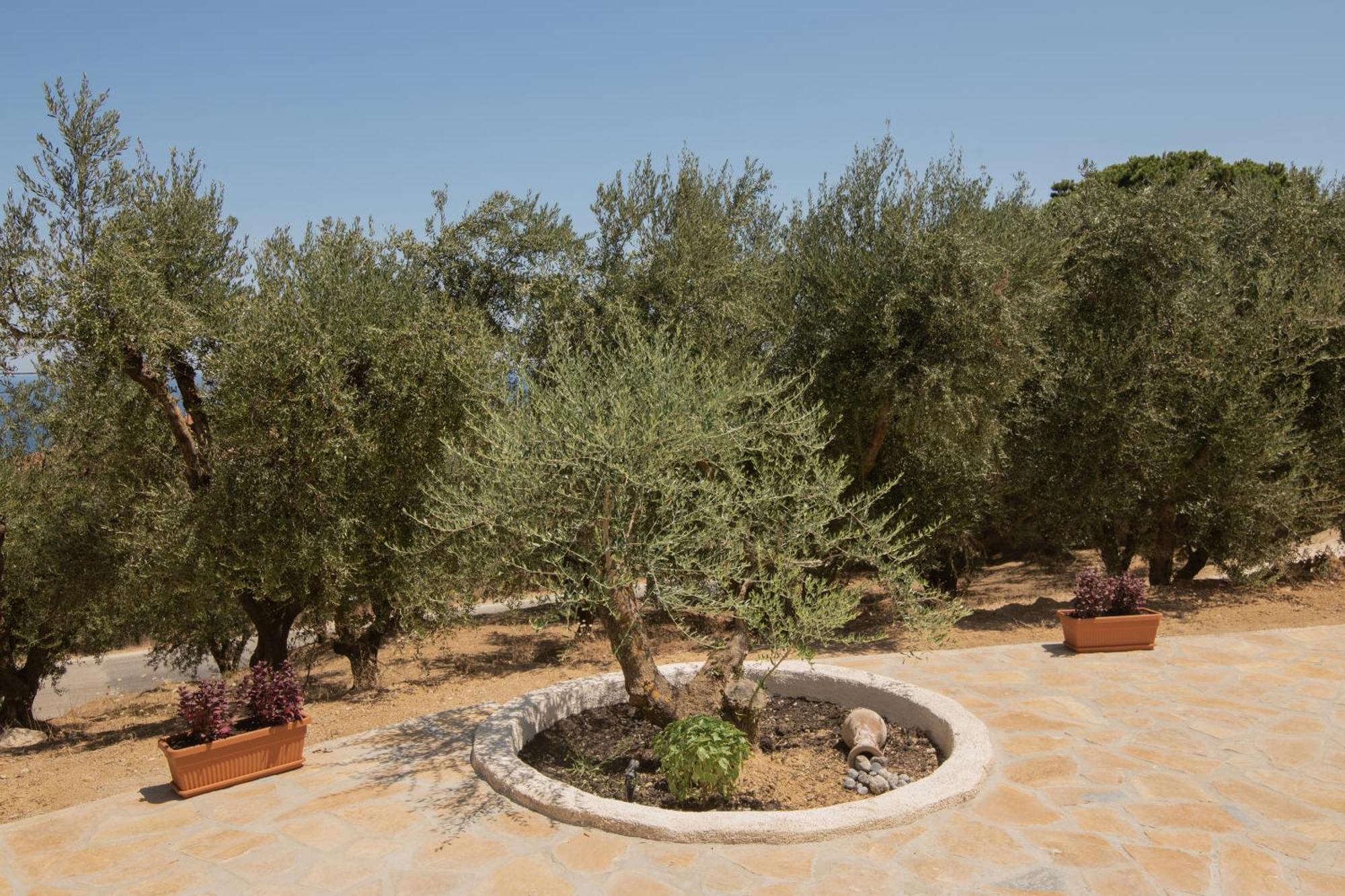 Cossoro Villas Zakynthos Xirokástellon الغرفة الصورة